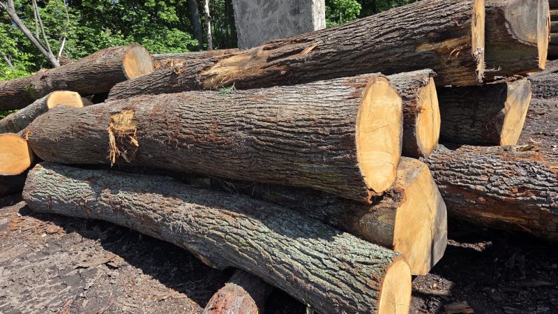 ROUND OAK WOOD WITH BARK 