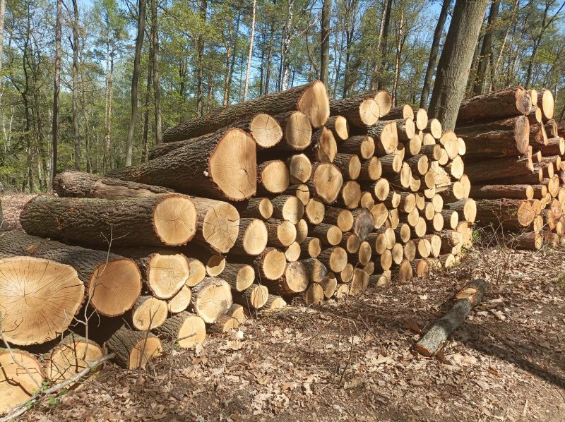 ROUND OAK WOOD WITH BARK 