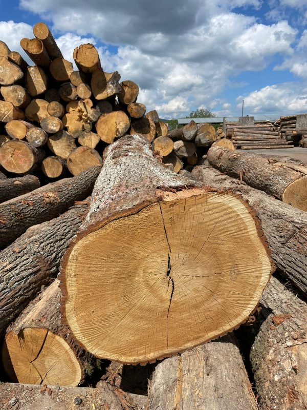 ROUND OAK WOOD WITH BARK 