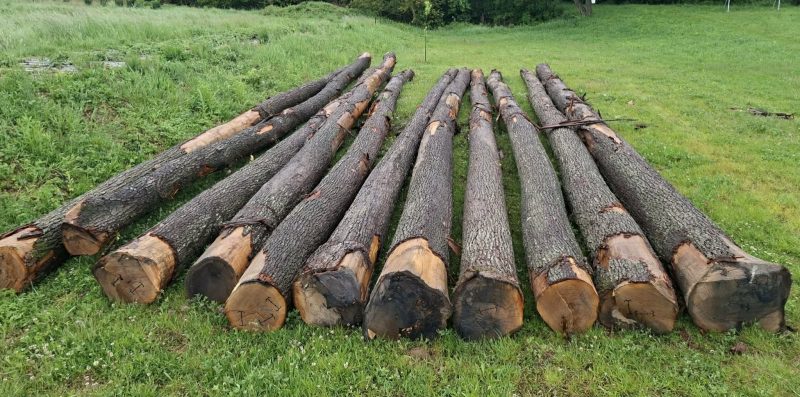 ROUND OAK WOOD WITH BARK 
