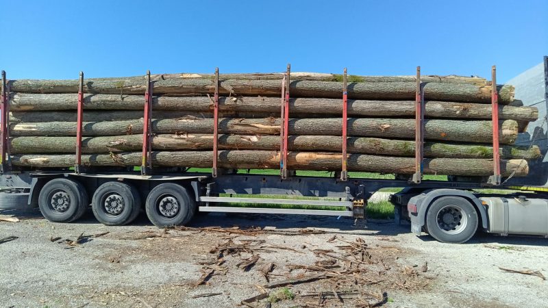 ROUND OAK WOOD WITH BARK 