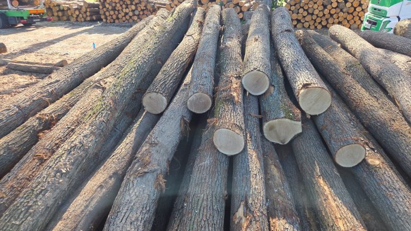 ROUND OAK WOOD WITH BARK 