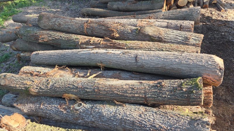 ROUND OAK WOOD WITH BARK 
