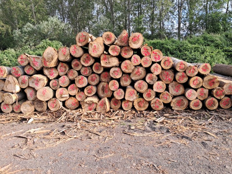 POPLAR LOGS 
