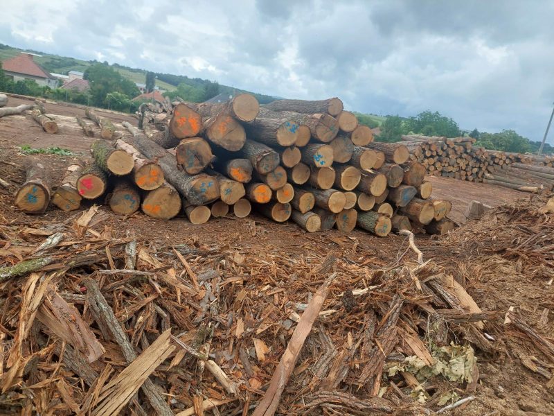 ROUND OAK WOOD WITH BARK 