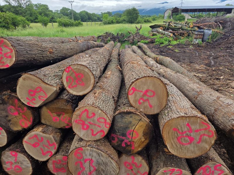 image ROUND OAK WOOD WITH BARK  EUROEXPO-NET