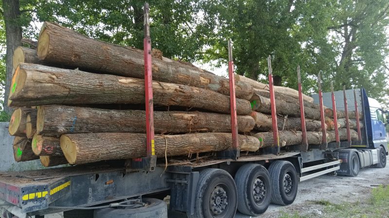 ROUND OAK WOOD WITH BARK 