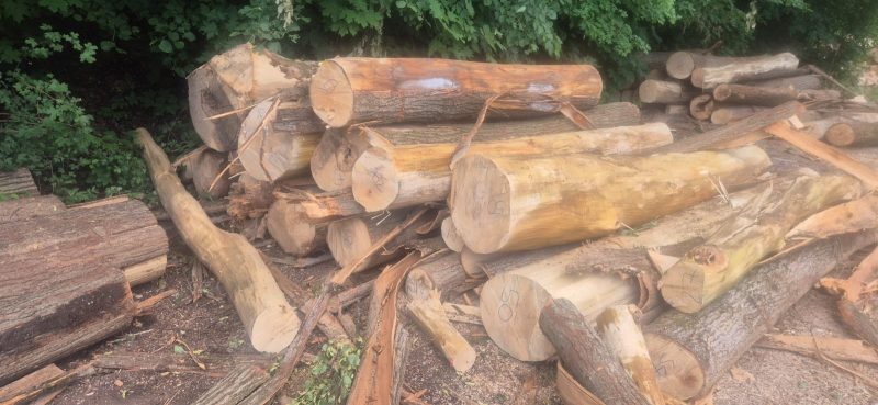 LIME TIMBER ROUND WITH BARK 