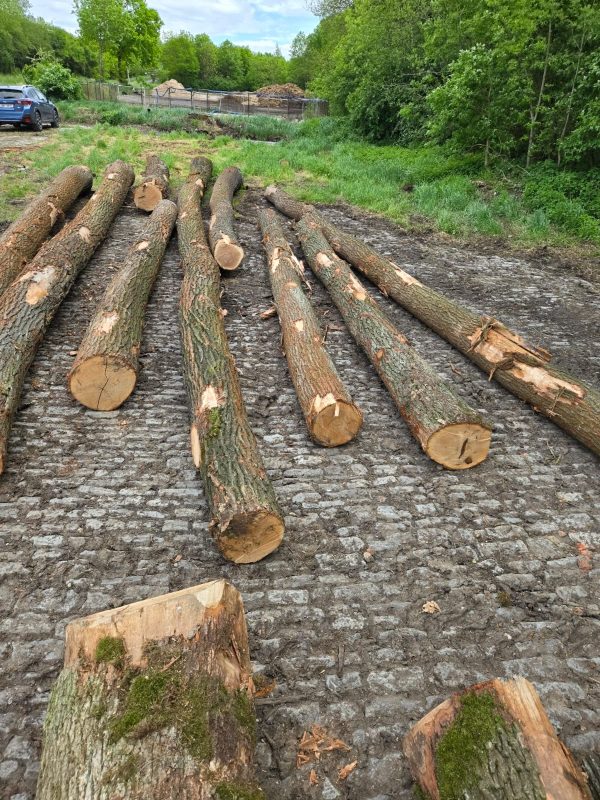 ROUND OAK WOOD WITH BARK 