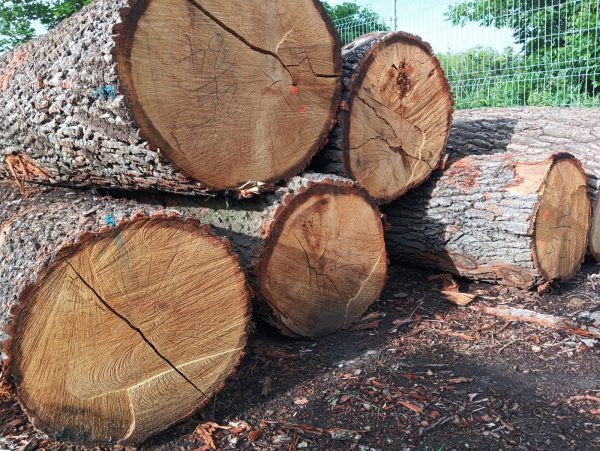 ROUND OAK WOOD WITH BARK