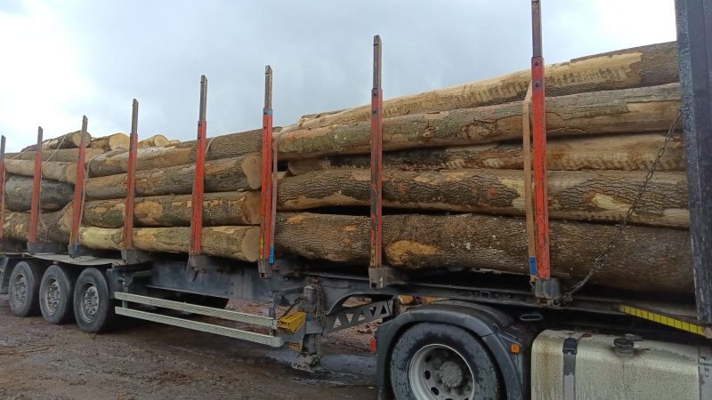 ROUND ASH WOOD WITH BARK 