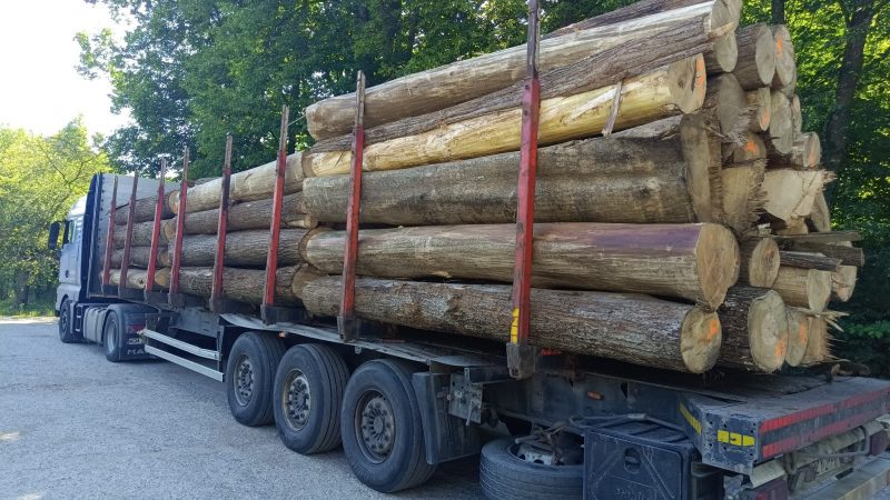 LIME TIMBER ROUND WITH BARK 