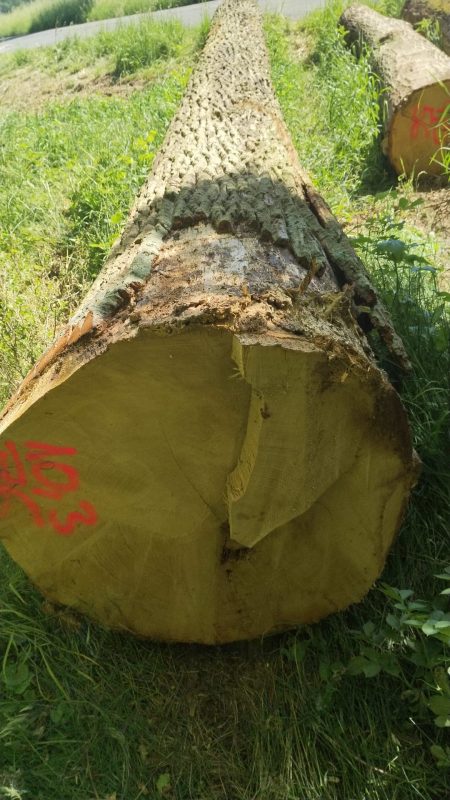 ROUND OAK WOOD WITH BARK 