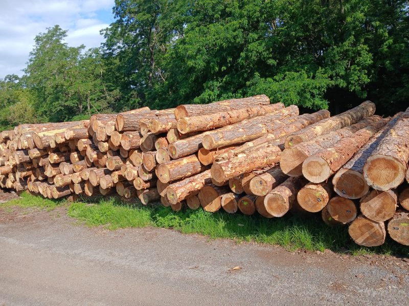 ROUND PINEWOOD WITH BARK 