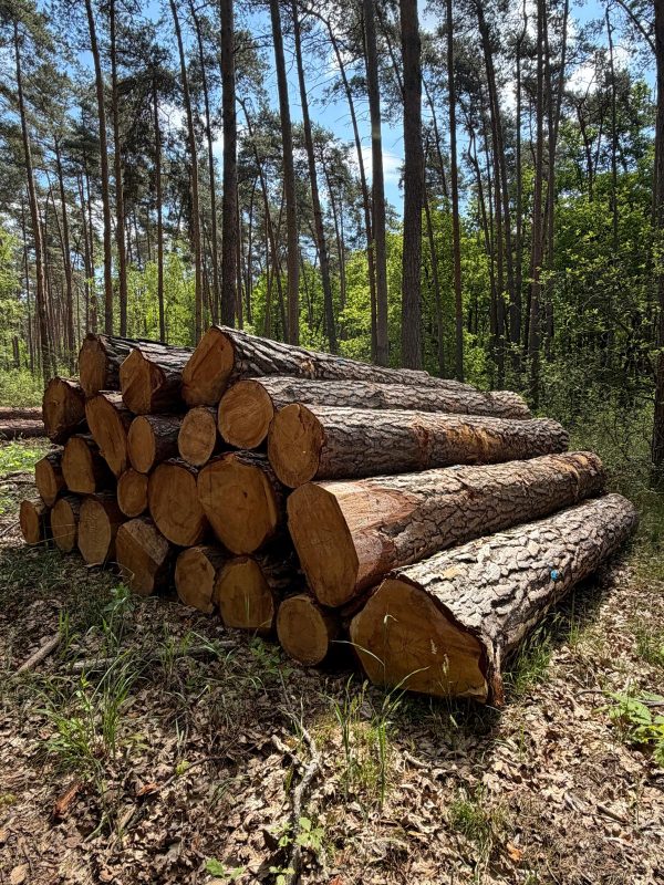 ROUND PINEWOOD WITH BARK 