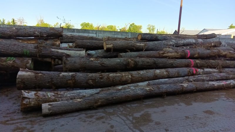 ROUND OAK WOOD WITH BARK 