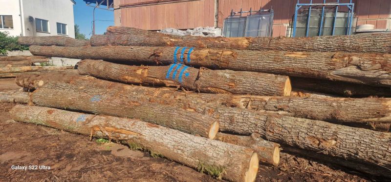 ROUND OAK WOOD WITH BARK 
