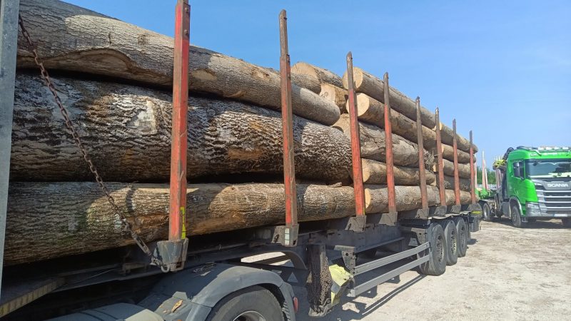 ROUND ASH WOOD WITH BARK 