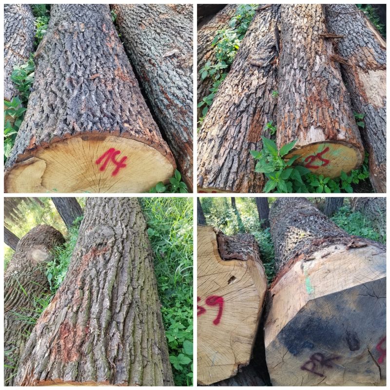 ROUND OAK WOOD WITH BARK 