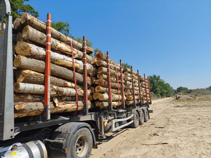 POPLAR LOGS 