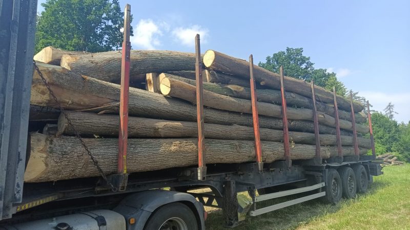 LIME TIMBER ROUND WITH BARK 