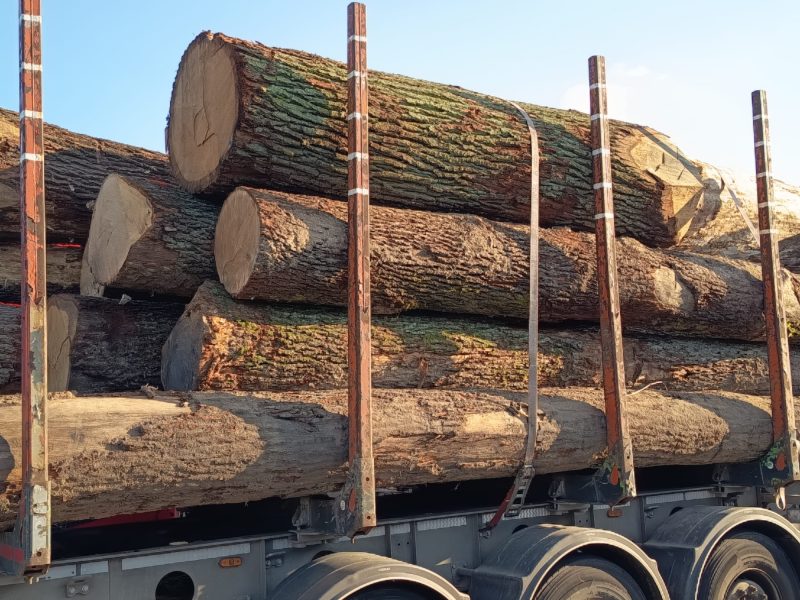 ROUND OAK WOOD WITH BARK 
