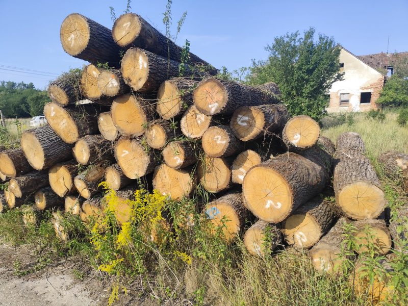 ROUND OAK WOOD WITH BARK 