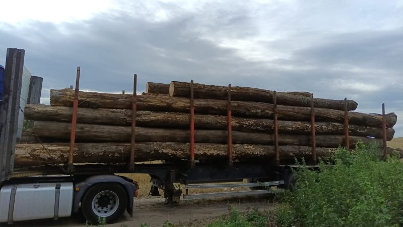 ROUND OAK WOOD WITH BARK 