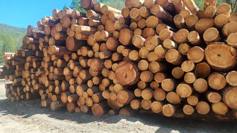 LARCH WOOD ROUND WITH BARK 
