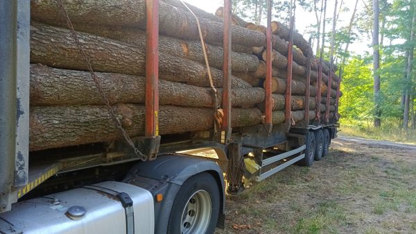 ROUND ALDER WOOD WITH BARK