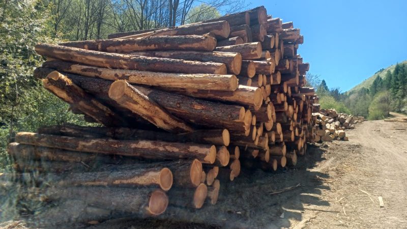 LARCH WOOD ROUND WITH BARK 