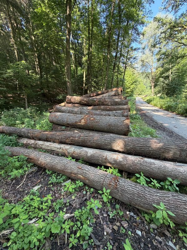 ROUND OAK WOOD WITH BARK 