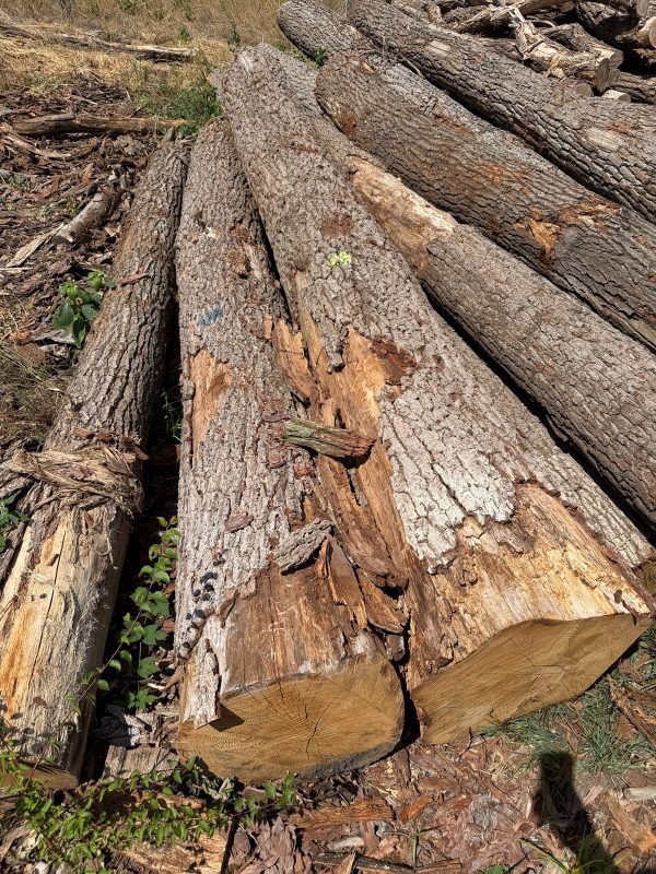 ROUND OAK WOOD WITH BARK 