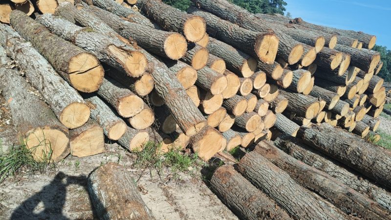 ROUND OAK WOOD WITH BARK 
