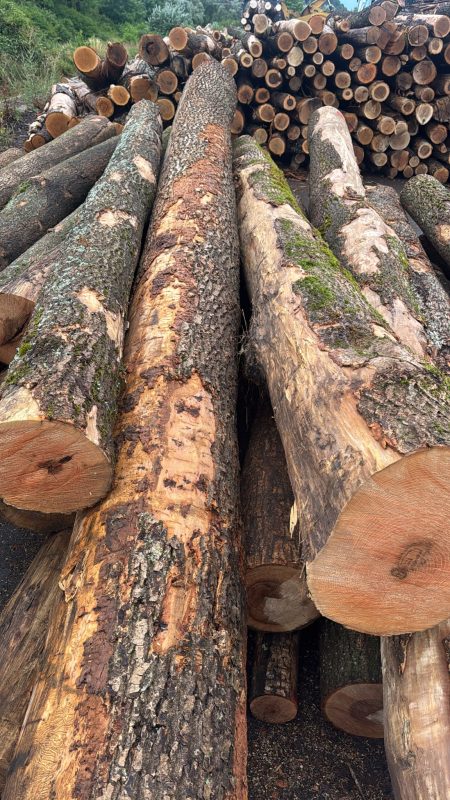 image ROUND ASH WOOD WITH BARK  EUROEXPO-NET