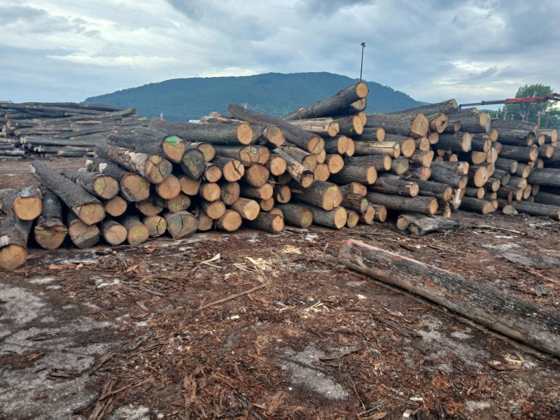 image ROUND OAK WOOD WITH BARK  EUROEXPO-NET