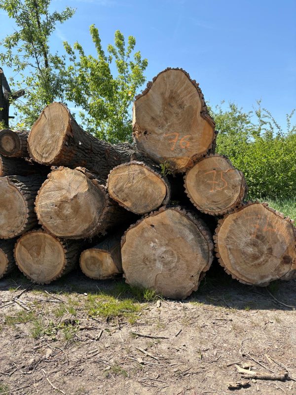 image POPLAR LOGS  EUROEXPO-NET