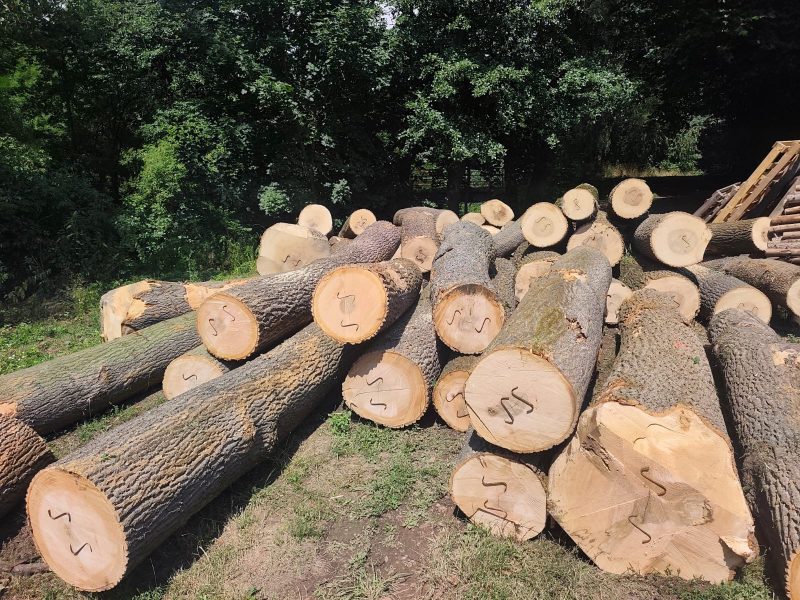 image ROUND ASH WOOD WITH BARK  EUROEXPO-NET