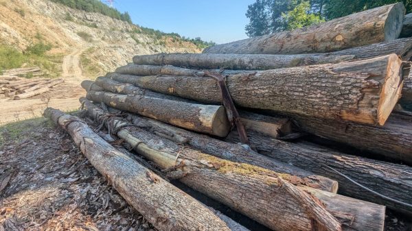 ROUND OAK WOOD WITH BARK