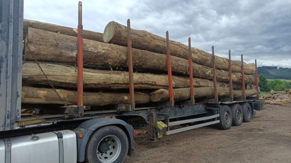 ROUND ASH WOOD WITH BARK
