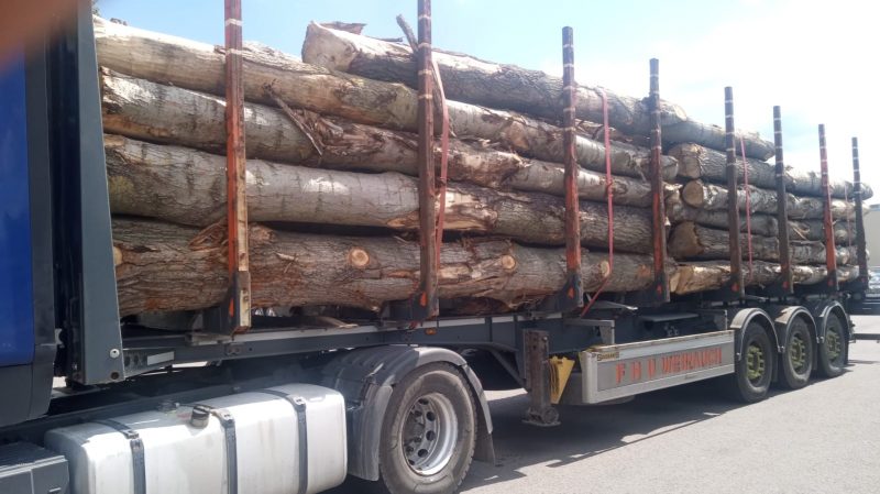 POPLAR LOGS 