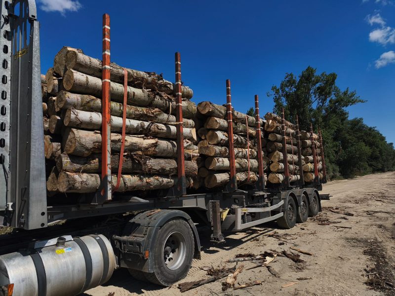 POPLAR LOGS 