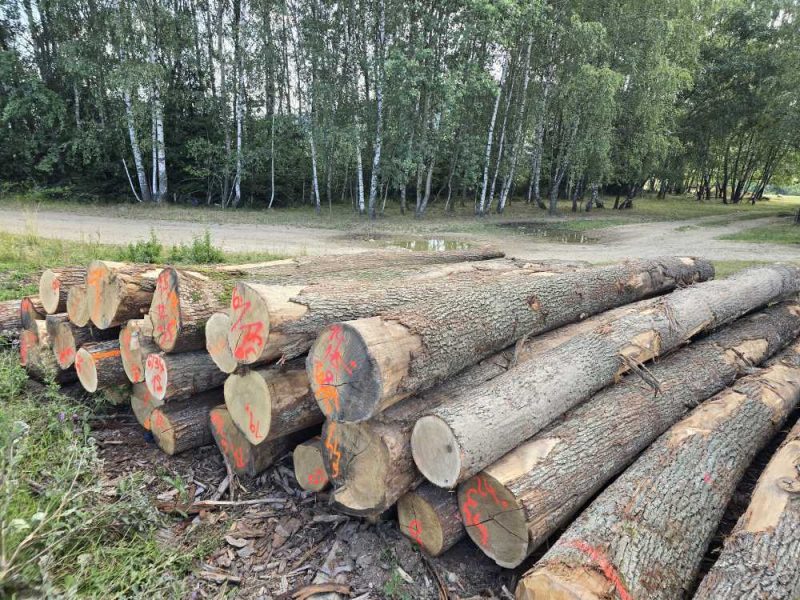 ROUND OAK WOOD WITH BARK 