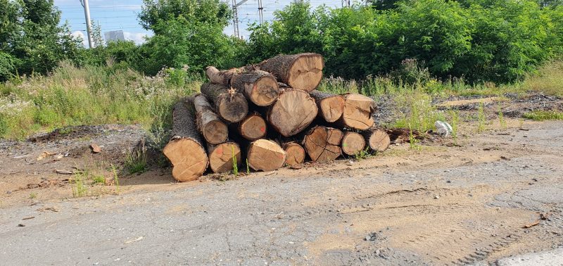 image ROUND OAK WOOD WITH BARK  EUROEXPO-NET