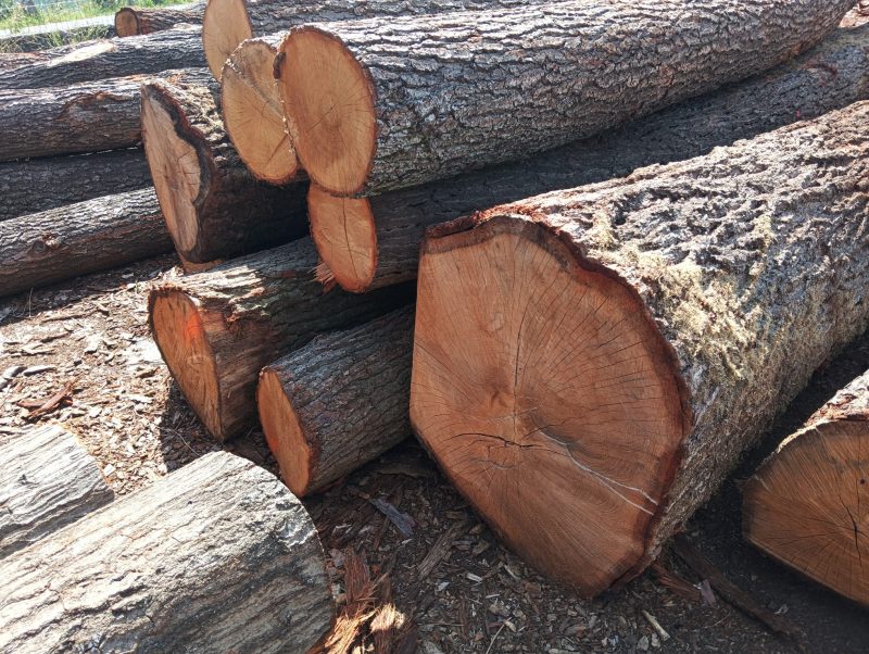 ROUND OAK WOOD WITH BARK 