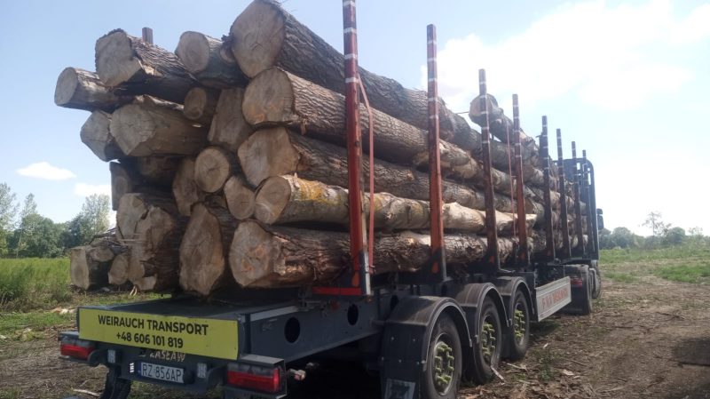 POPLAR LOGS 