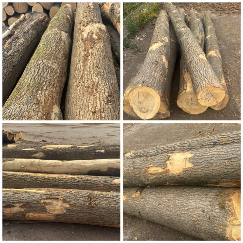 ROUND ASH WOOD WITH BARK 