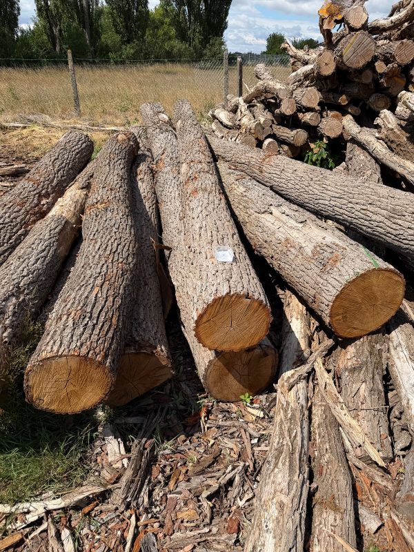 ROUND OAK WOOD WITH BARK 