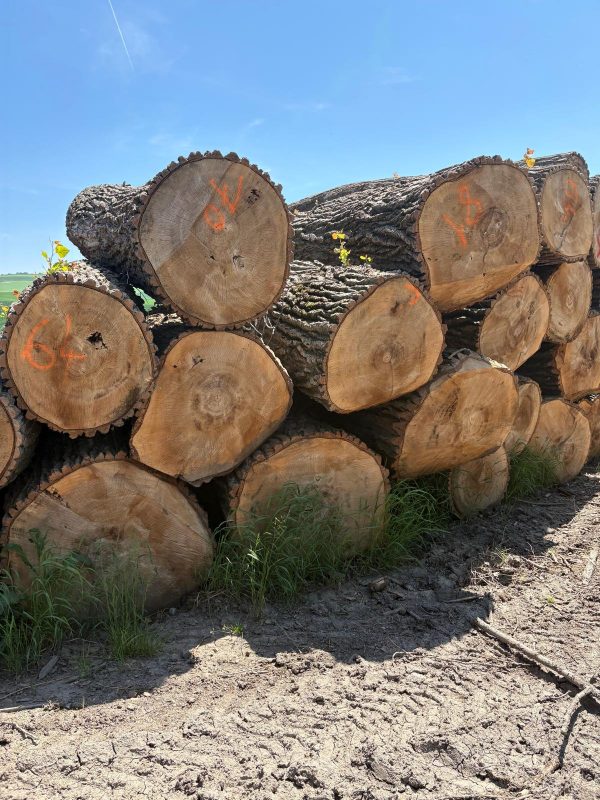 POPLAR LOGS 