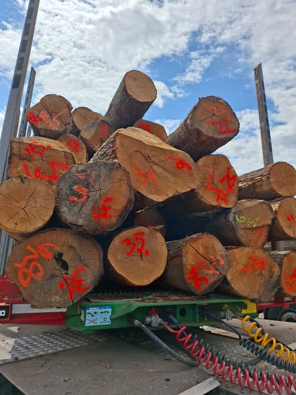 ROUND OAK WOOD WITH BARK 